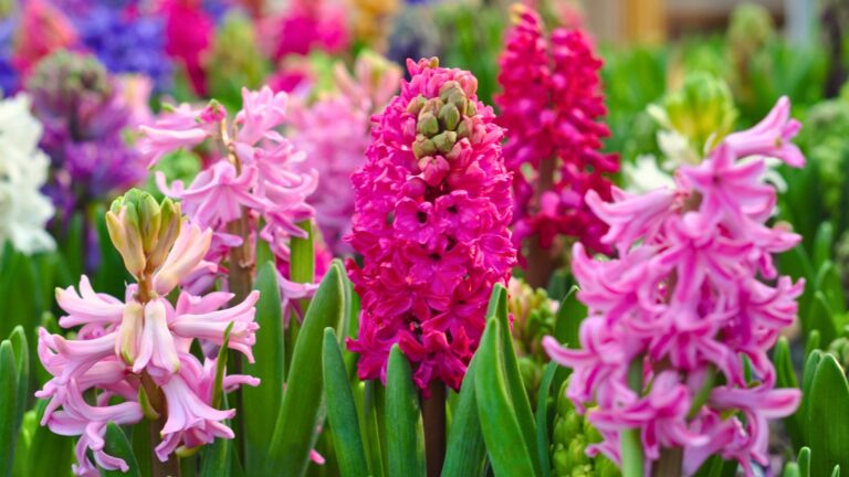 Hyacinths