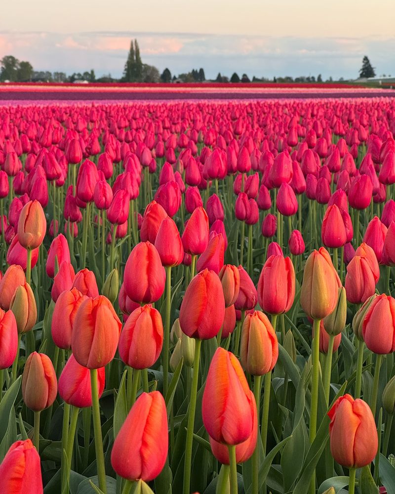 Tulips