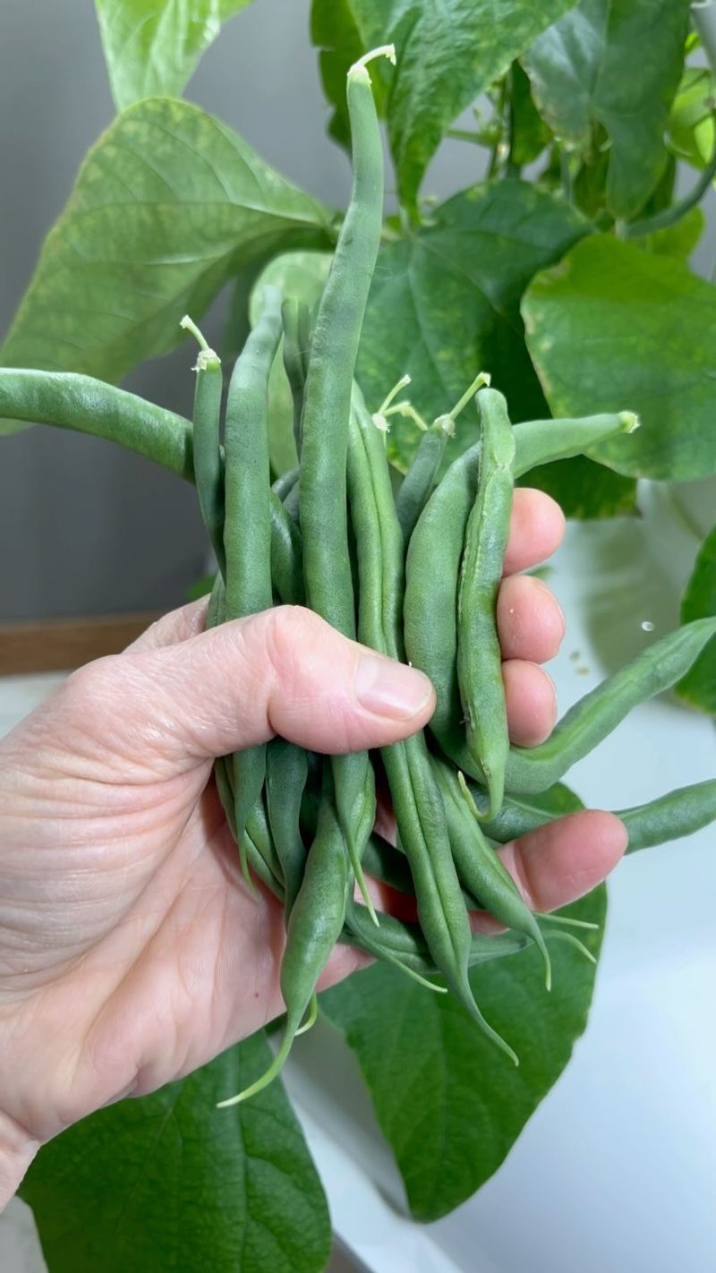 Harvest Regularly