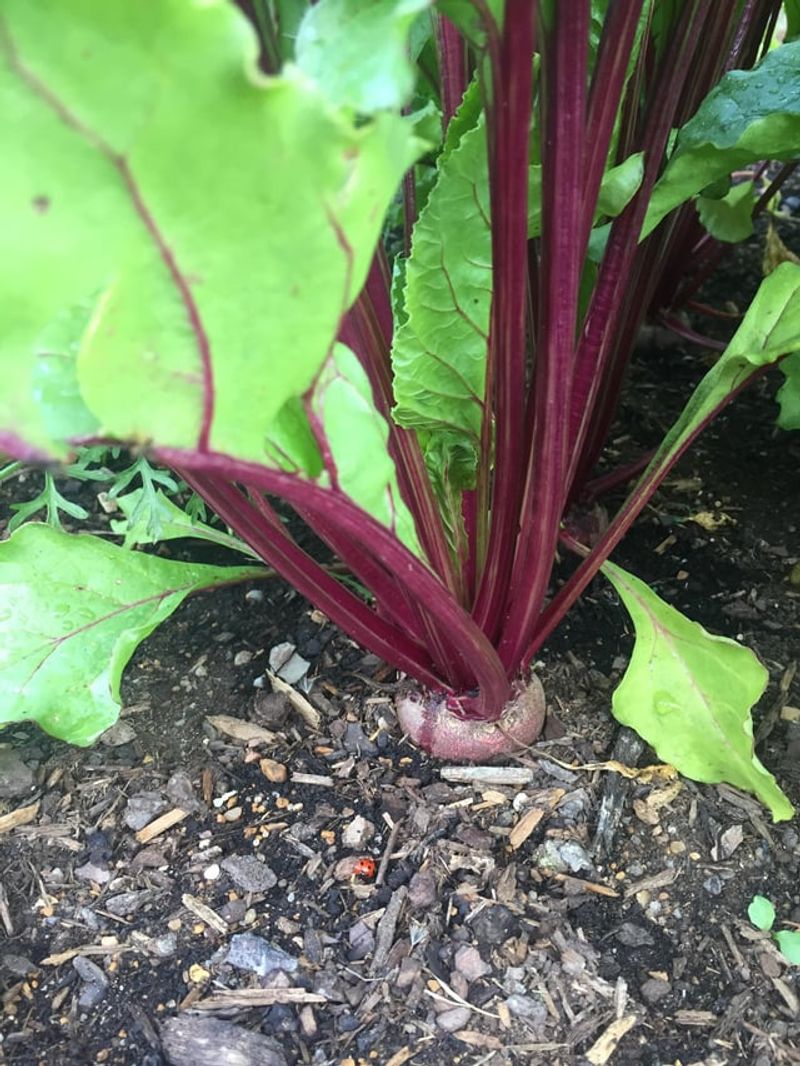 Consistent Watering Schedule
