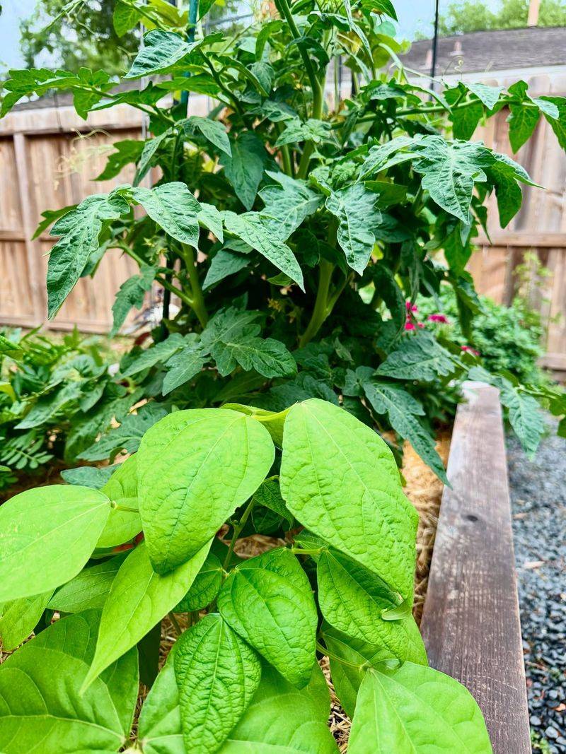 Master Watering Techniques