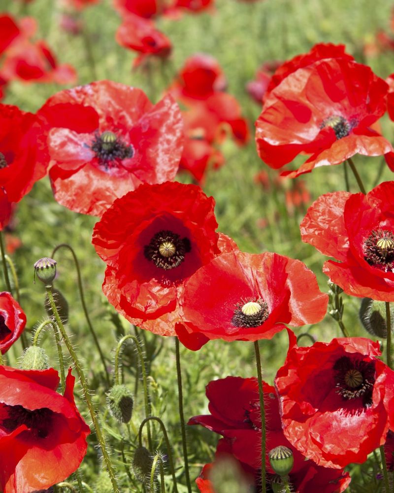 Red Poppies