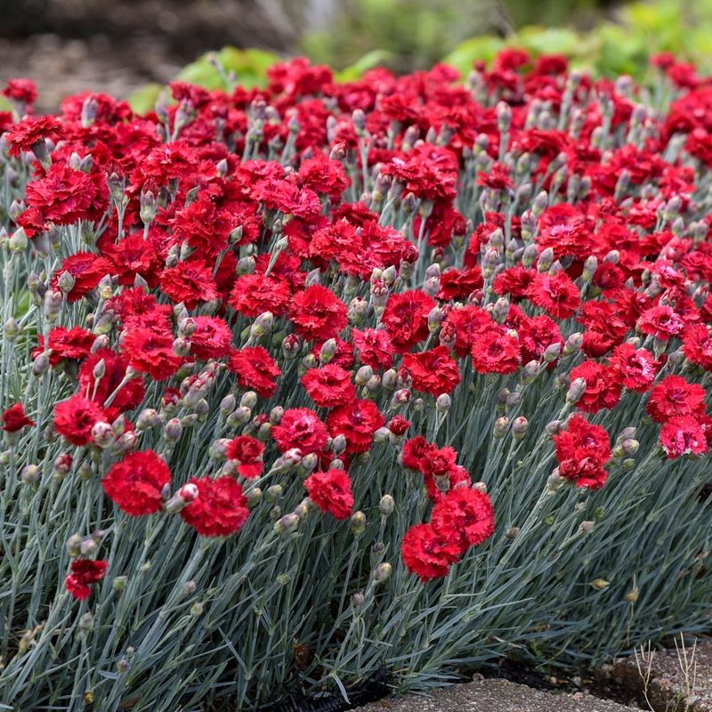 Red Dianthus