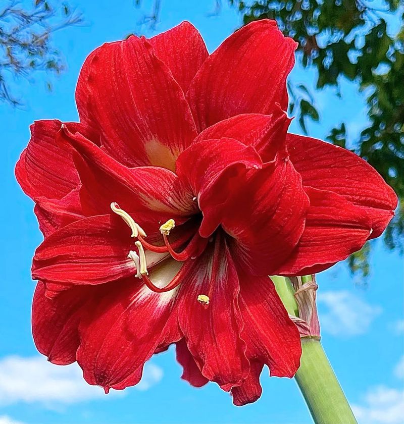 Red Amaryllis
