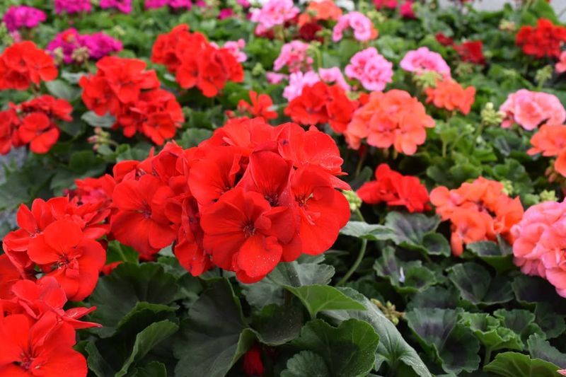 Red Geraniums