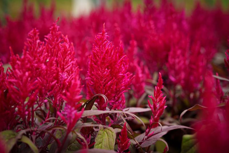 Red Celosia