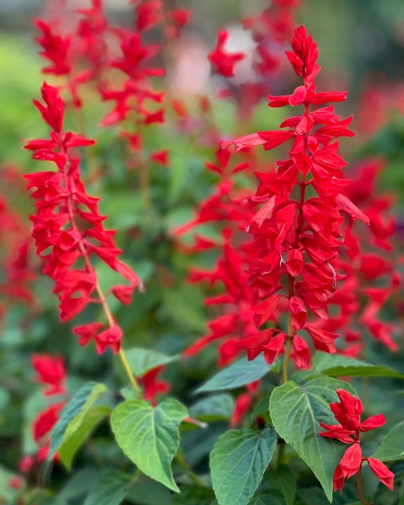 Red Salvias