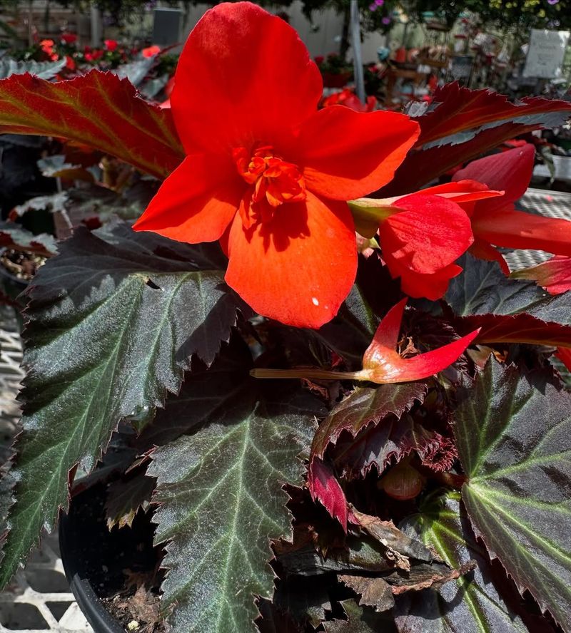 Red Begonias
