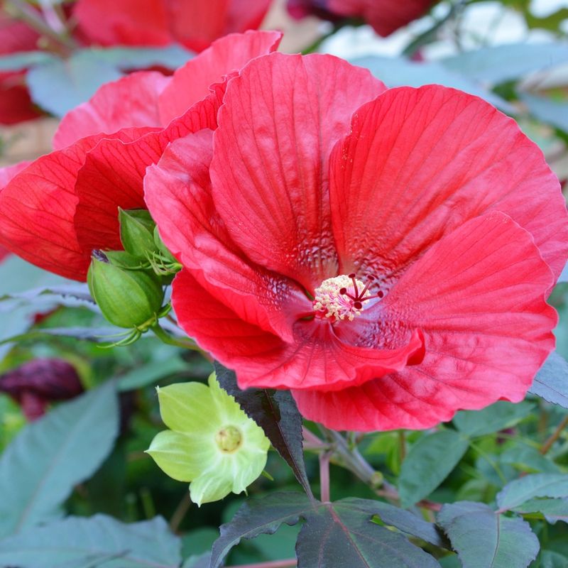 Red Hibiscus
