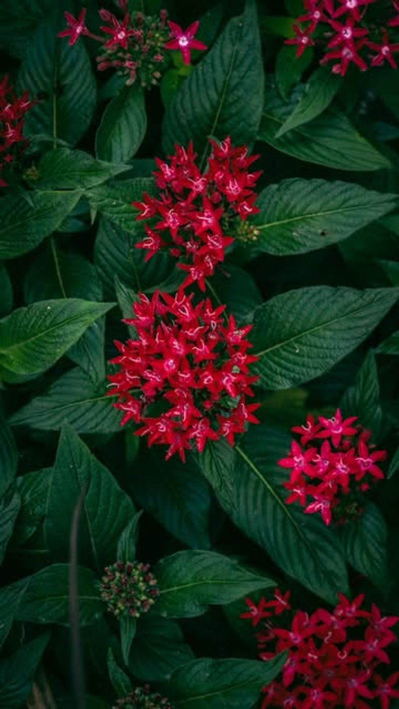 Red Pentas