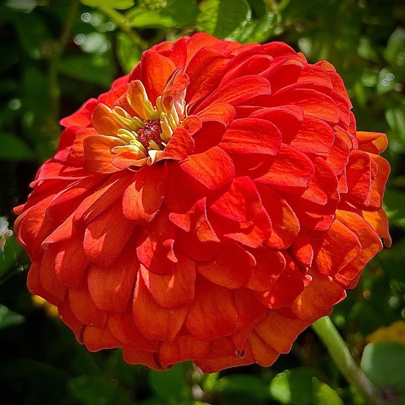 Red Zinnias