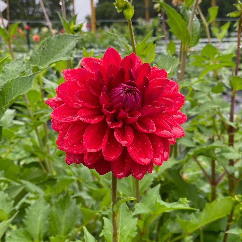 Red Dahlias