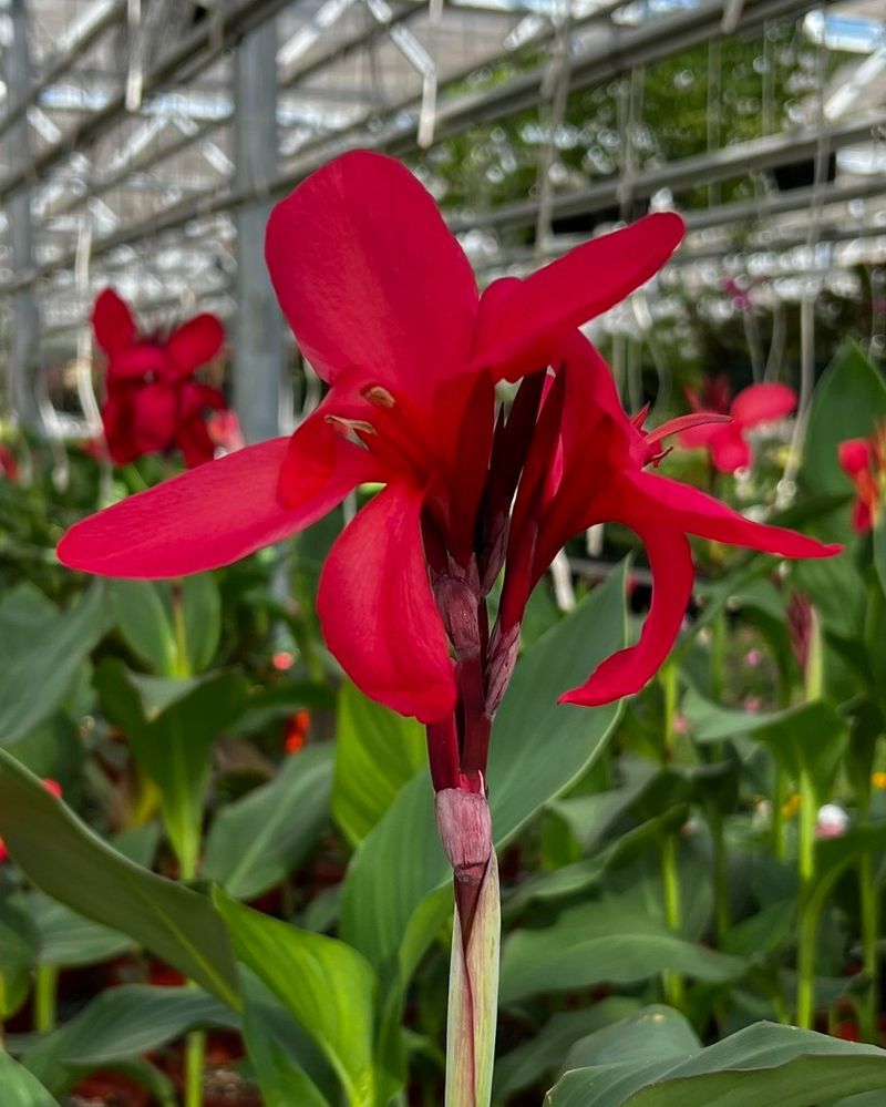 Red Canna Lilies