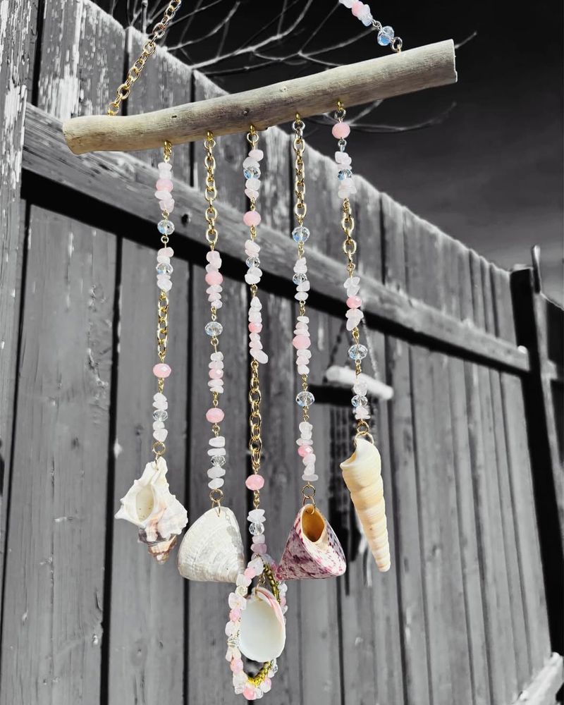 Seashell Collection Display