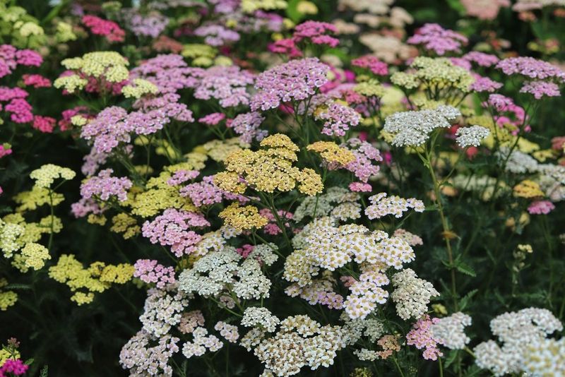 Yarrow