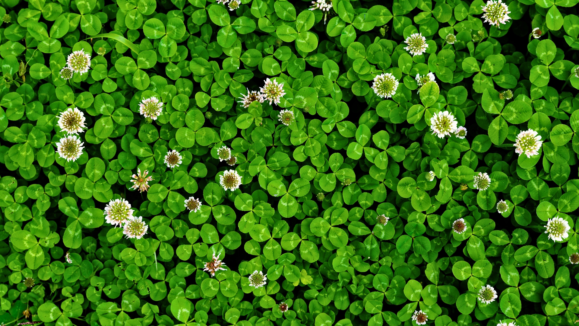 Clover