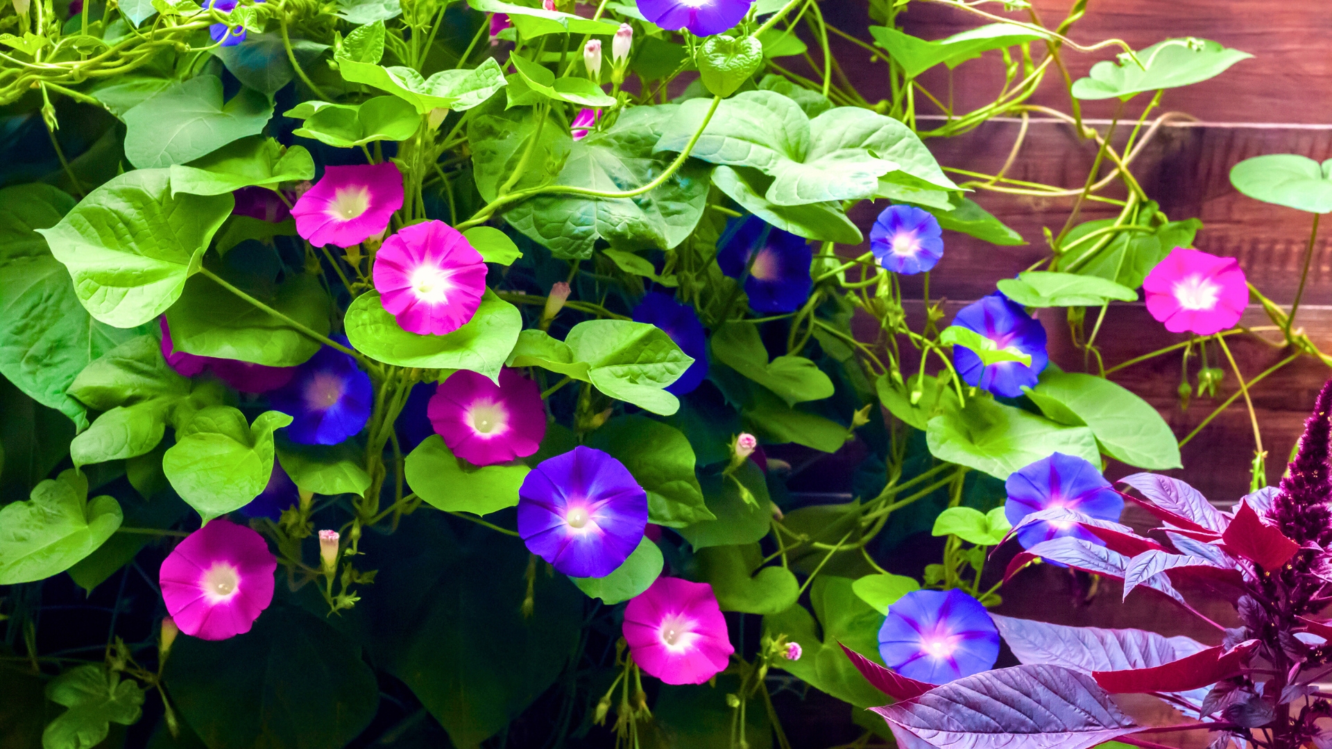 Morning Glories