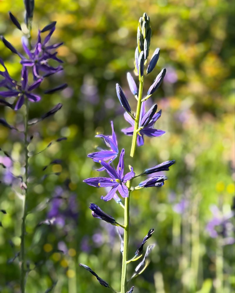 Camassia
