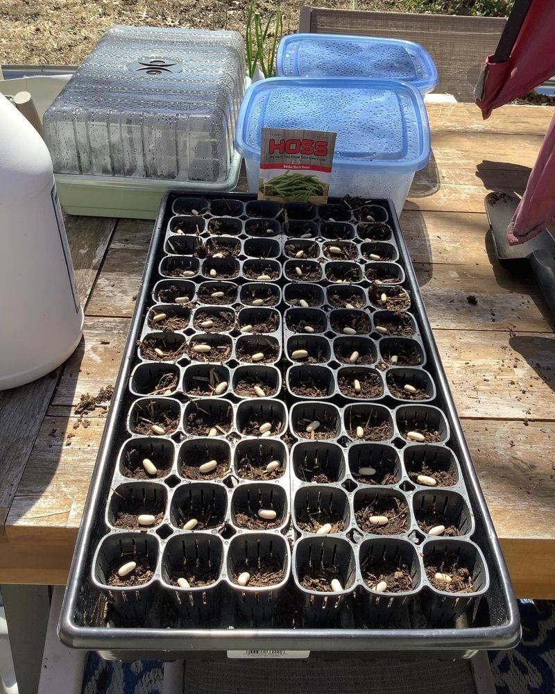 Use Quality Potting Mix