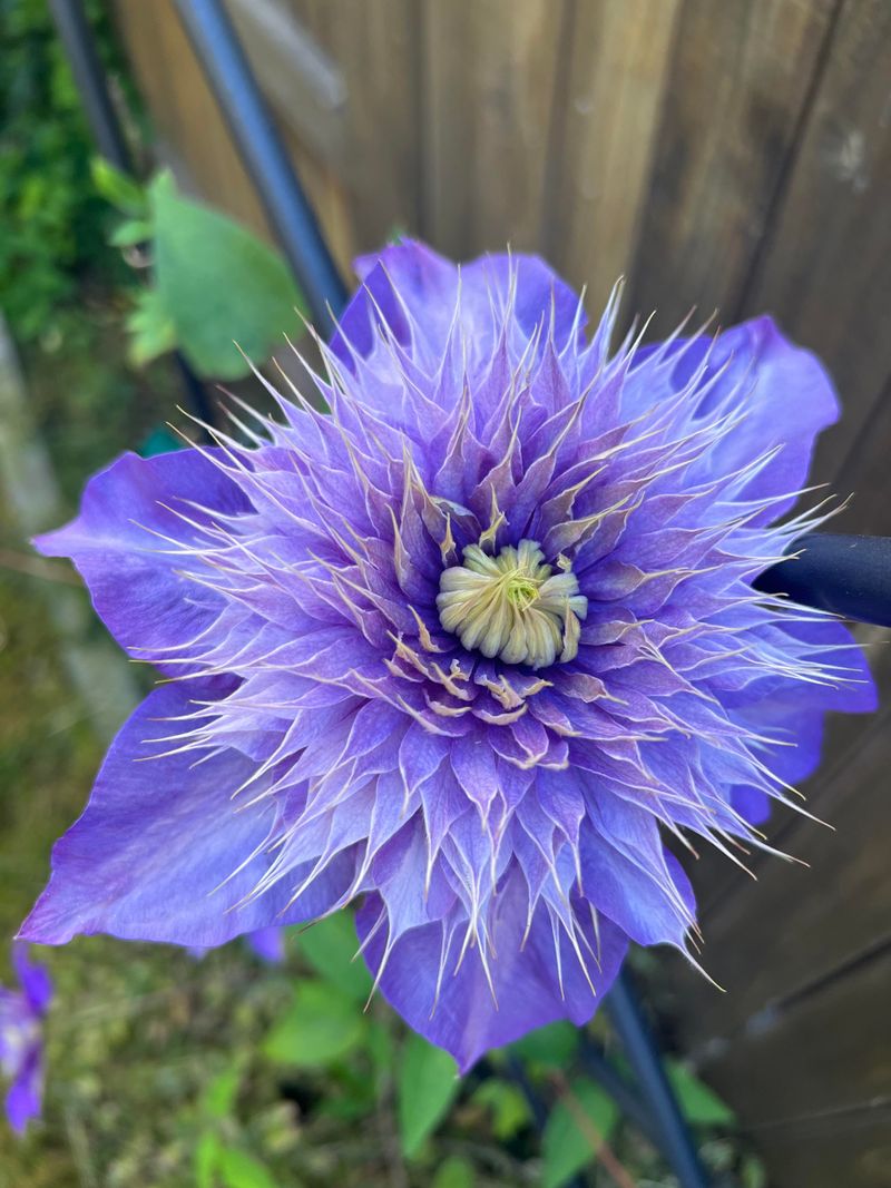 Feed After Deadheading