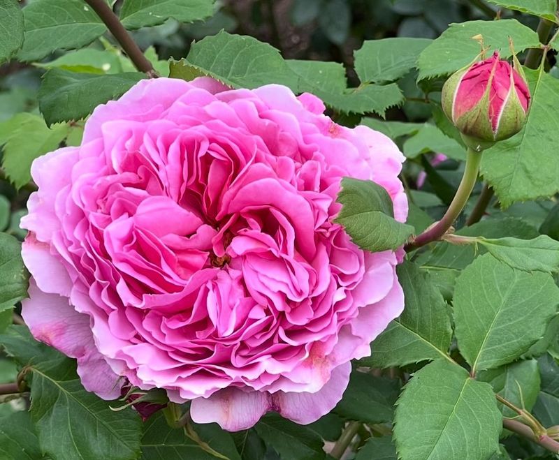 Princess Alexandra of Kent