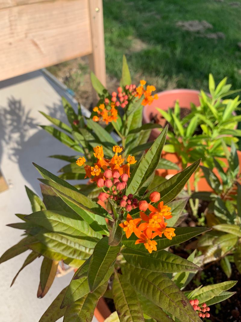 Create Succession Plantings