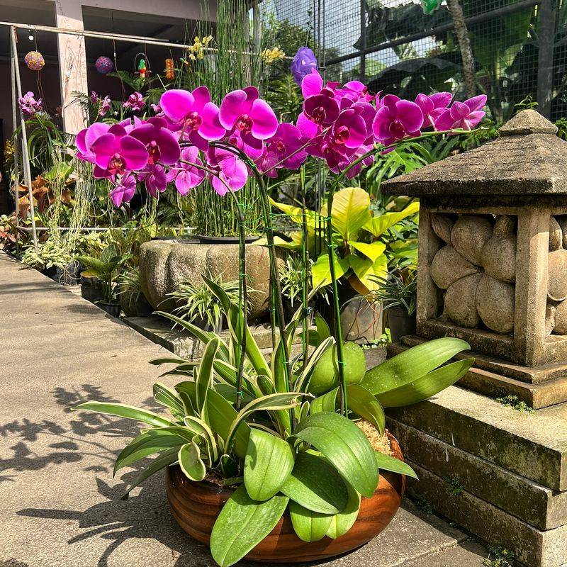 Orchid