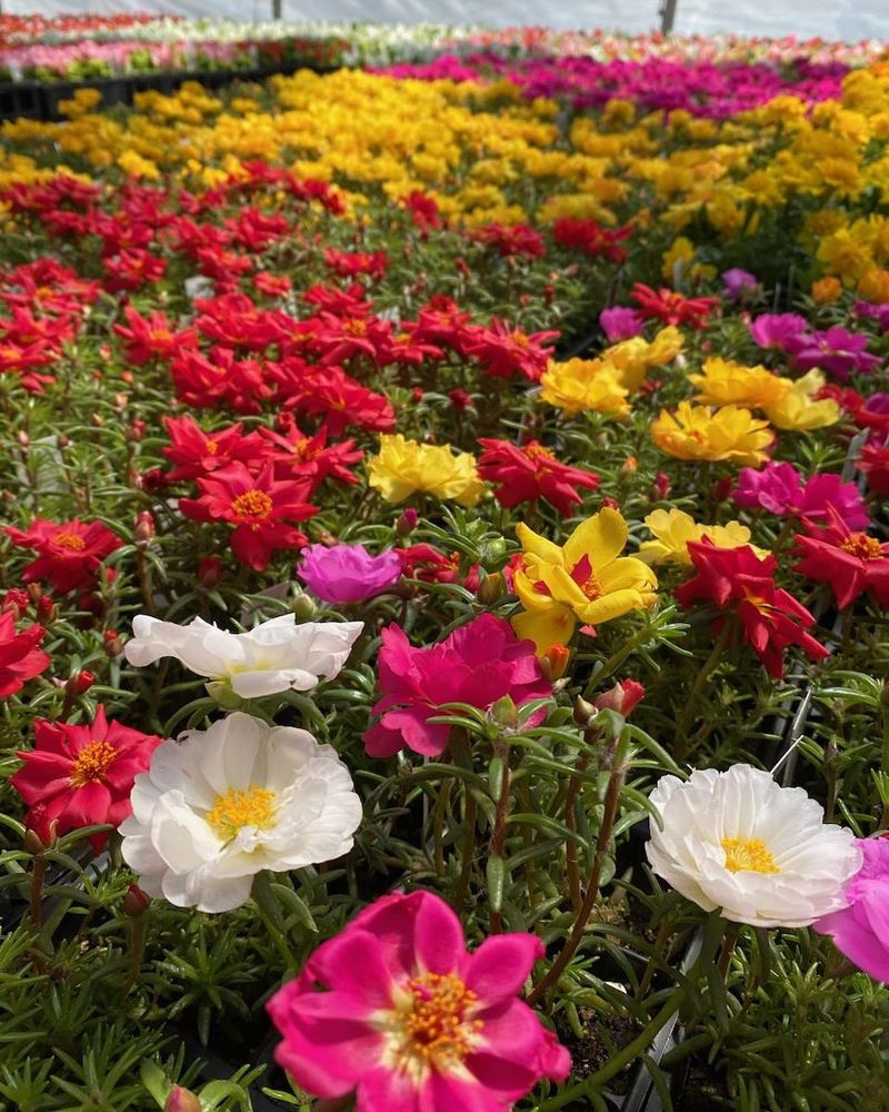 Portulaca