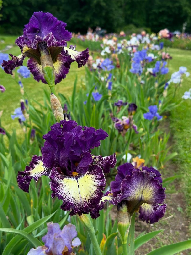 Iris