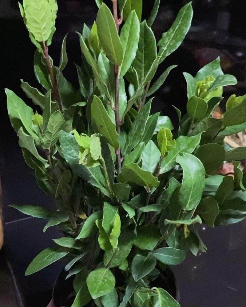 Bay Laurel