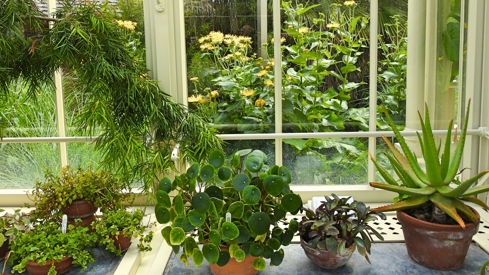 Houseplants