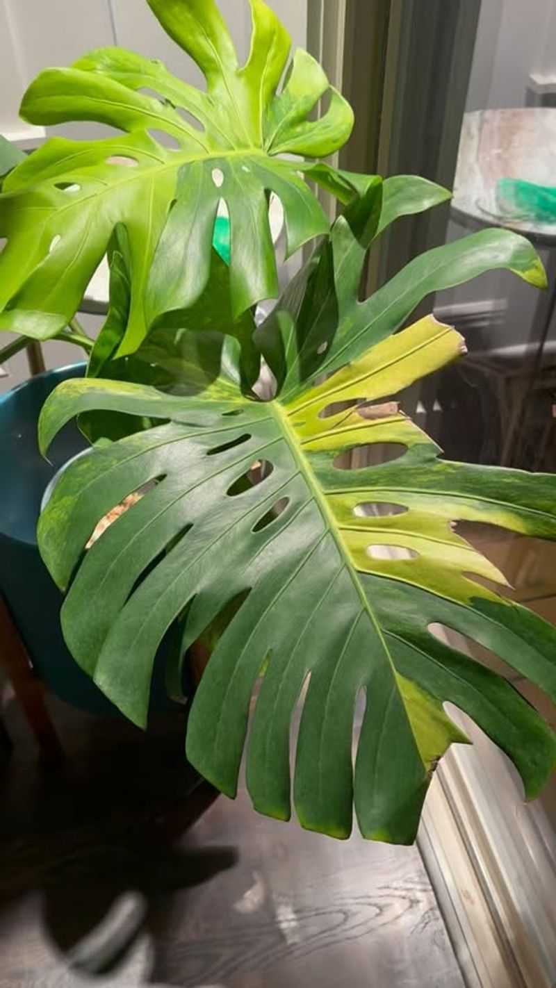 Yellow Edges