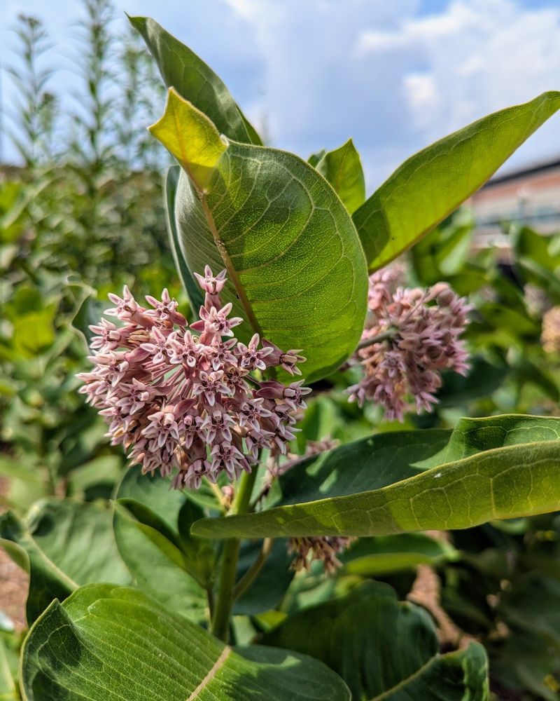 Plant in Full Sun