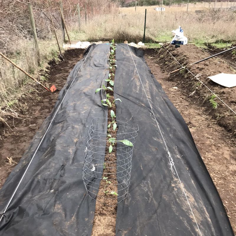 Protective Mulching Layer