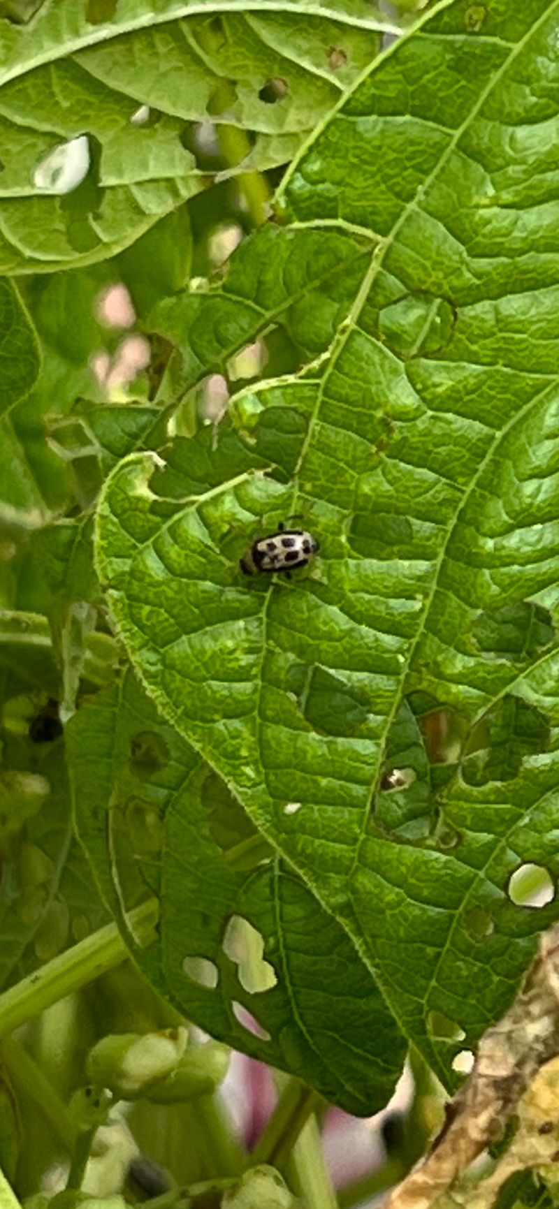 Prevent Common Pests