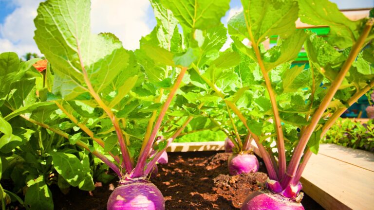 beets