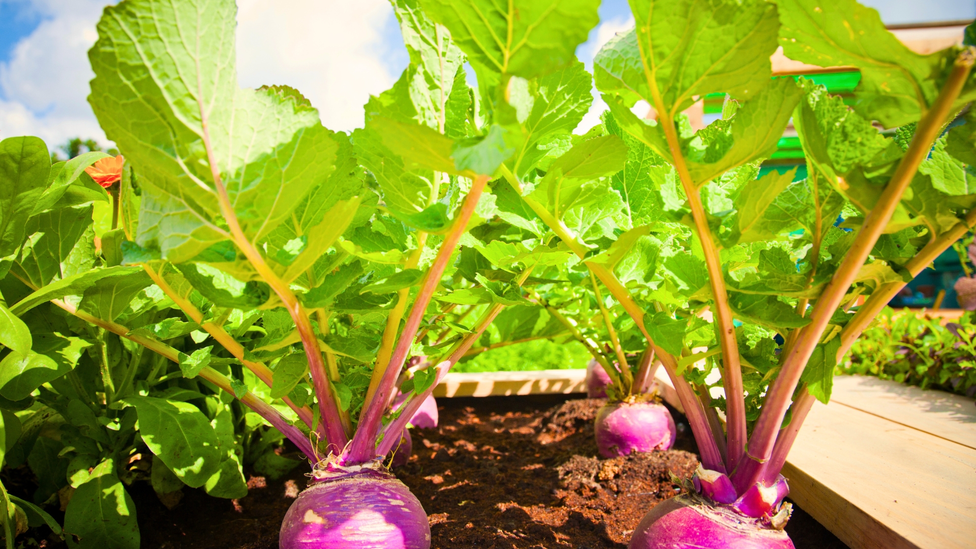 beets