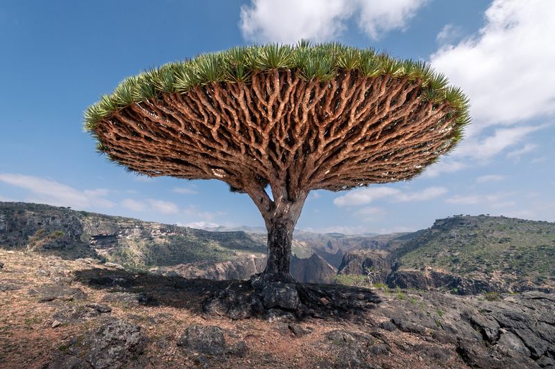 Dragon Blood Tree