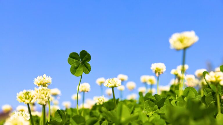 plants