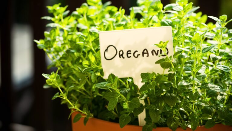 herbs