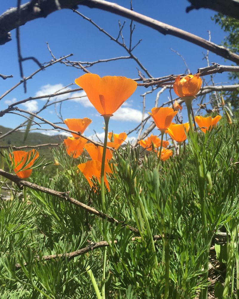 California Poppy