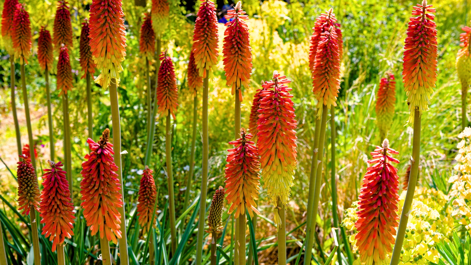 Red-Hot Poker