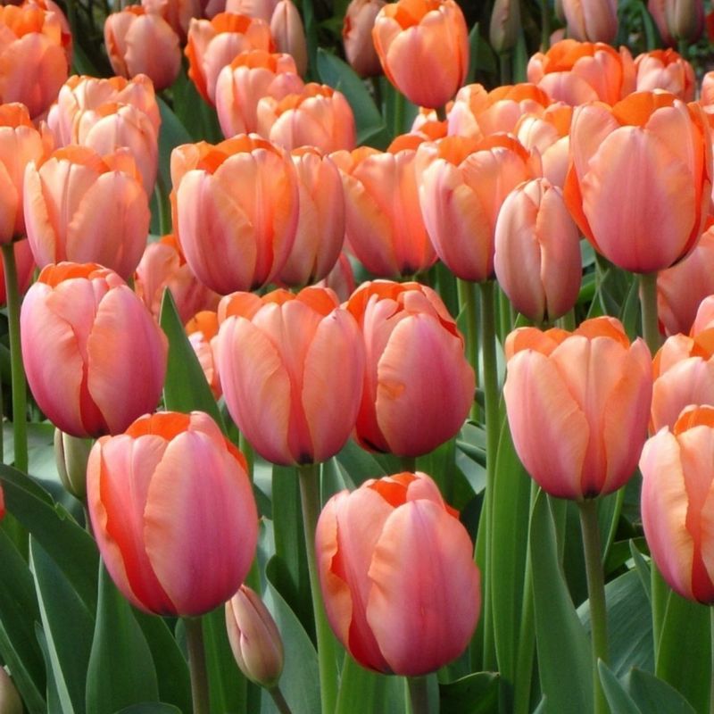 Tulip 'Apricot Beauty'