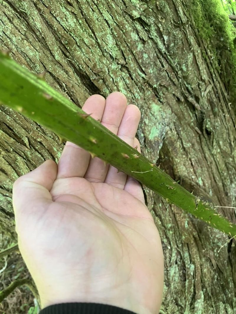 Vicious Thorns