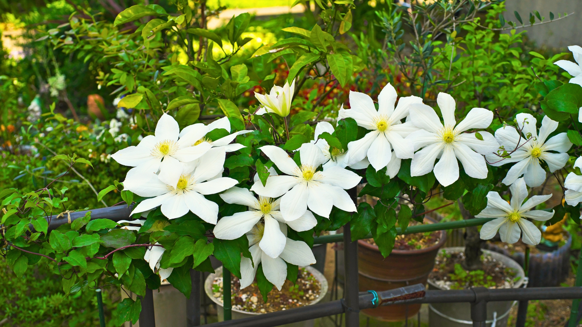 Clematis