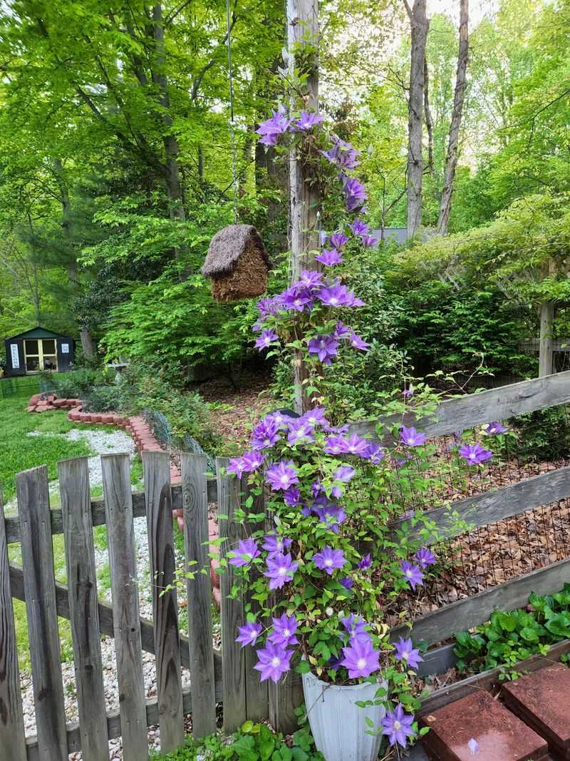 Know Your Clematis Group
