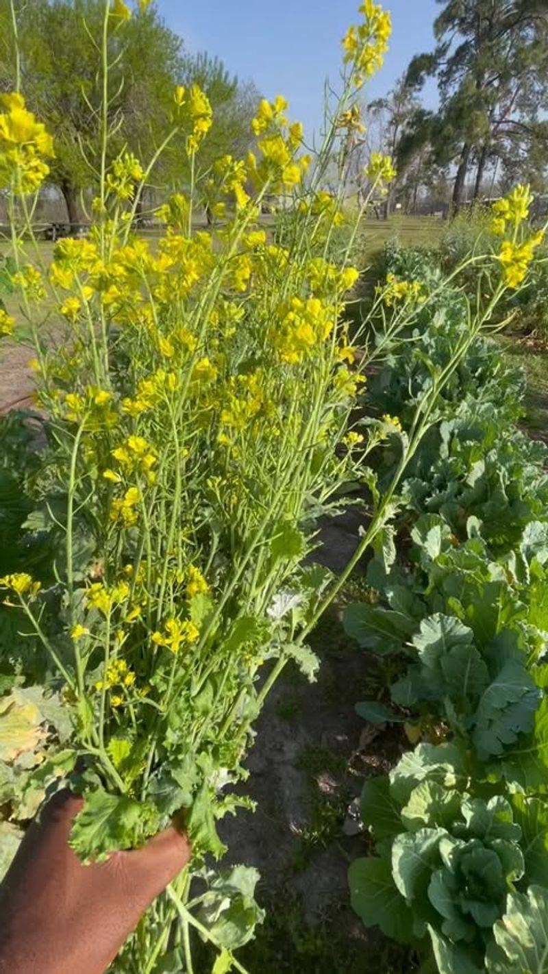 Mustard