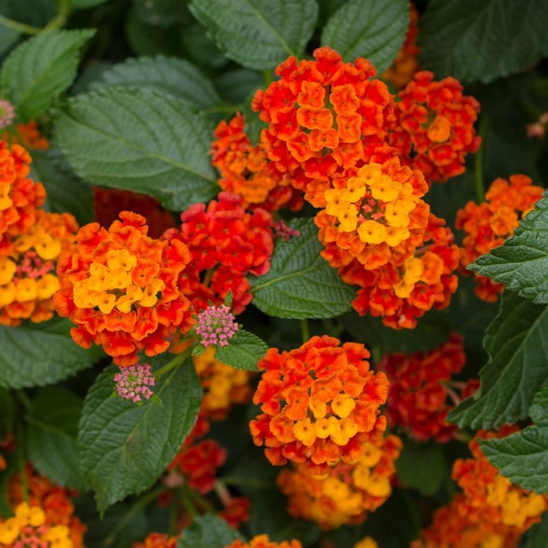 Lantana