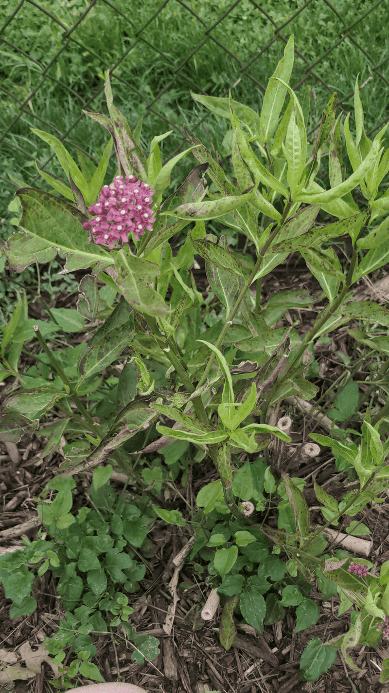 Skip the Fertilizer