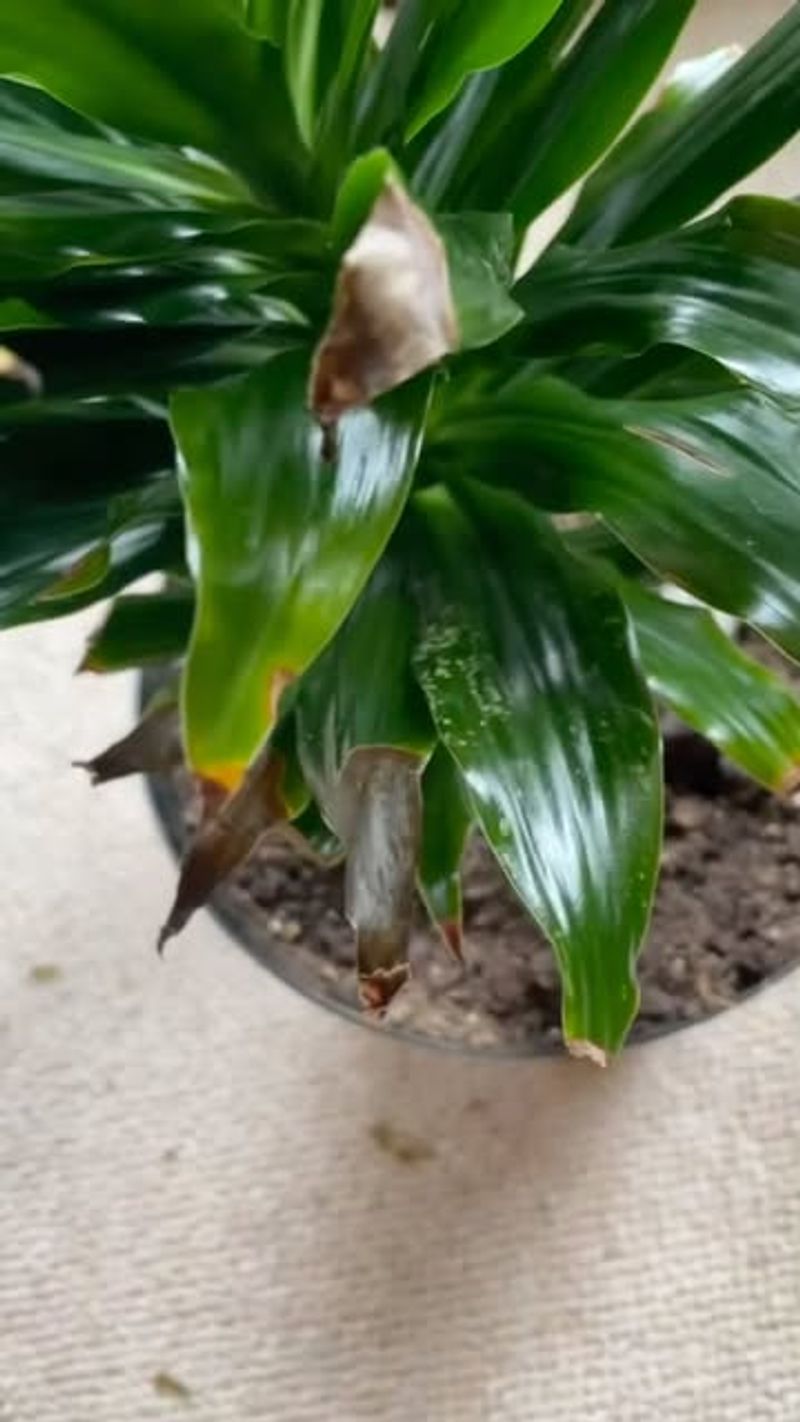 Brown Tips